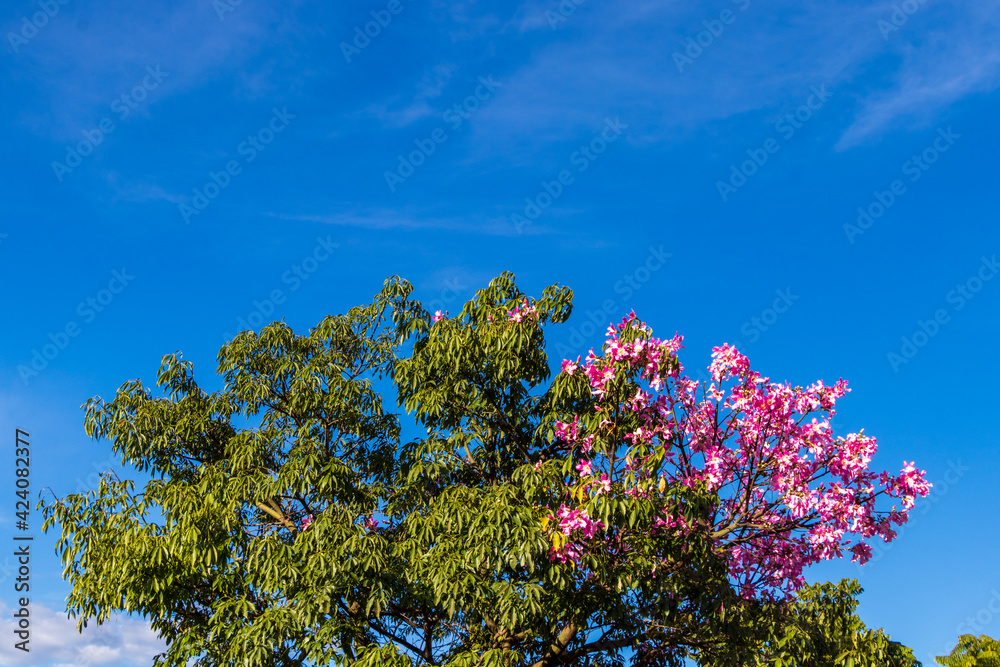 Árvore com fores rosas e folhas verdes sob céu azul.