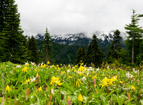 Glacier Lilies bloom during Spring in Mount Rainier