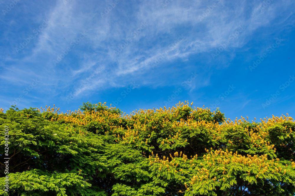 Árvore com flores amarelas e folhas verdes sob céu azul.