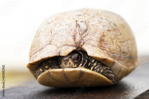Φωτογραφία Adorable little three toed box turtle, isolated, outside in the sun against a wh