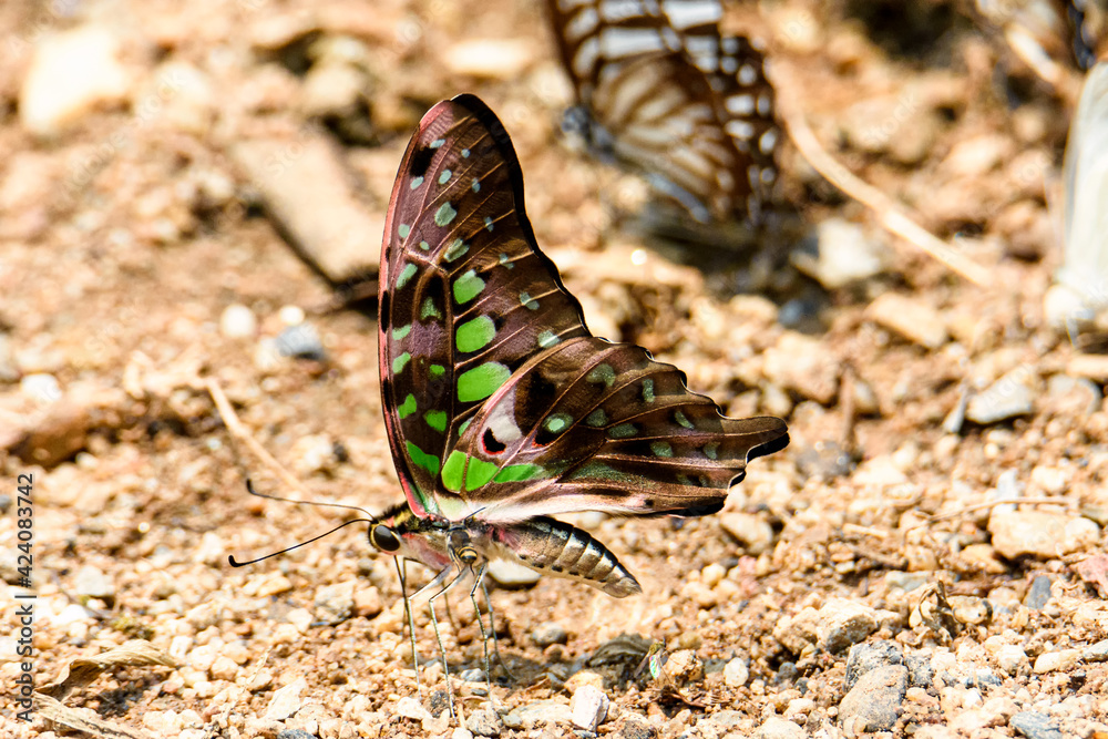 Obraz premium The Tailed Jay butterfly is sucking food from wet ground