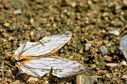 The common map butterfly is sucking food from wet ground photo