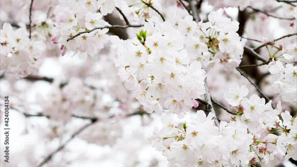 Cherry blossom tree swaying in wind with blurry flowers background, 4k zoom in footage. Cherry blossom tree swaying in wind with blurry flowers background, 4k zoom in footage.