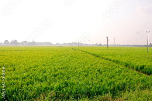 green rice paddy in a sunny day