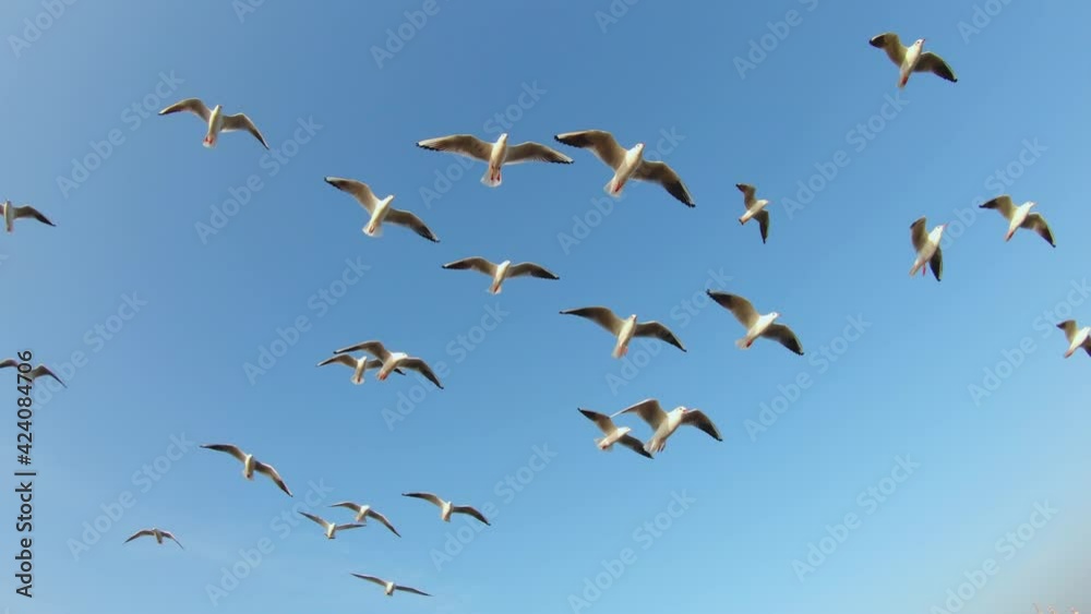 Flock of seagulls flying against the blue sky at Okha Port in Okha, Gujarat, India Flock of seagulls flying against the blue sky at Okha Port in Okha, Gujarat, India