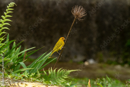 yellow canary on tree branch photo