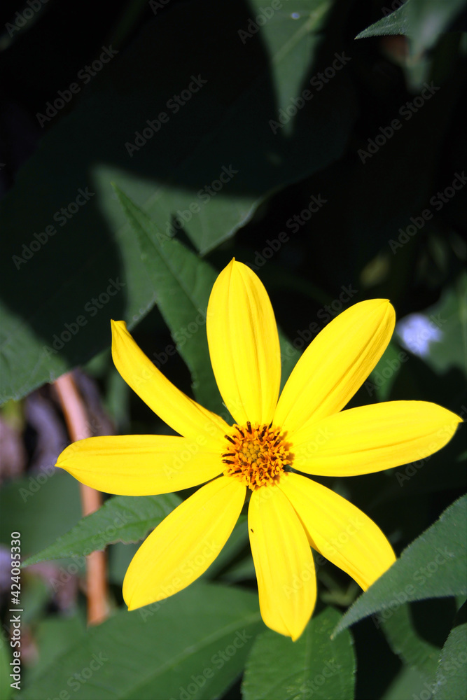 Obraz premium yellow flower
