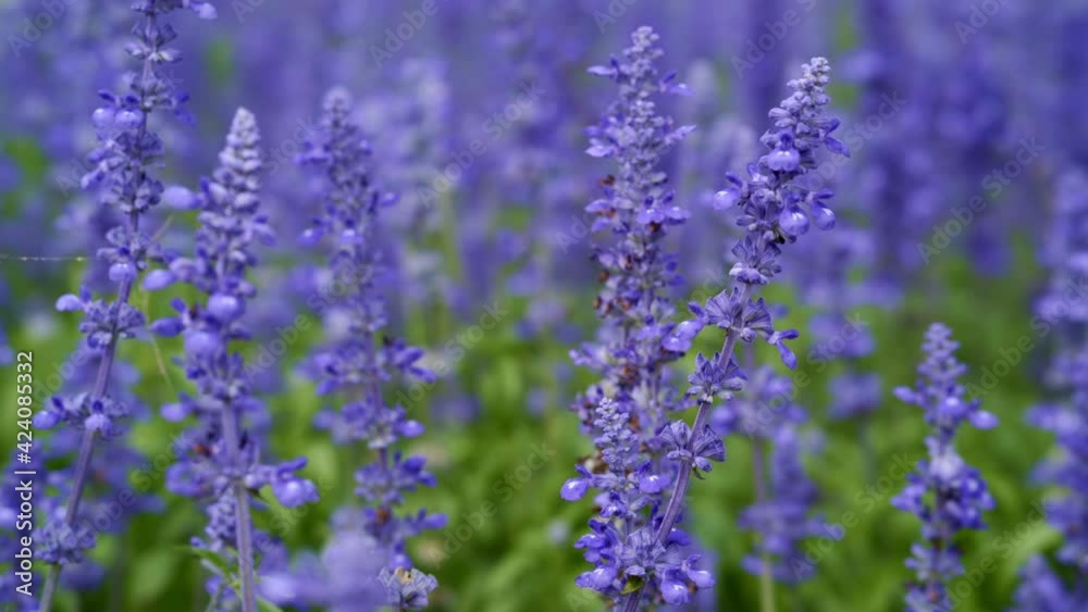 Salvia Flower in gentle wind blowing Salvia Flower in gentle wind blowing