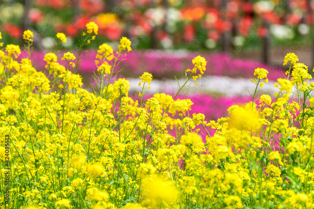 Obraz premium 公園内の菜の花