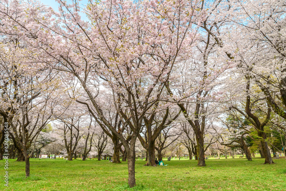 公園に咲く日本の桜