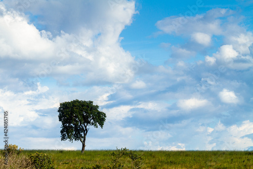 tree in green field with blue sky and clouds