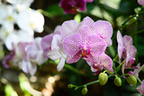 Beautiful pink phalaenopsis orchid blossom in garden, Spring season