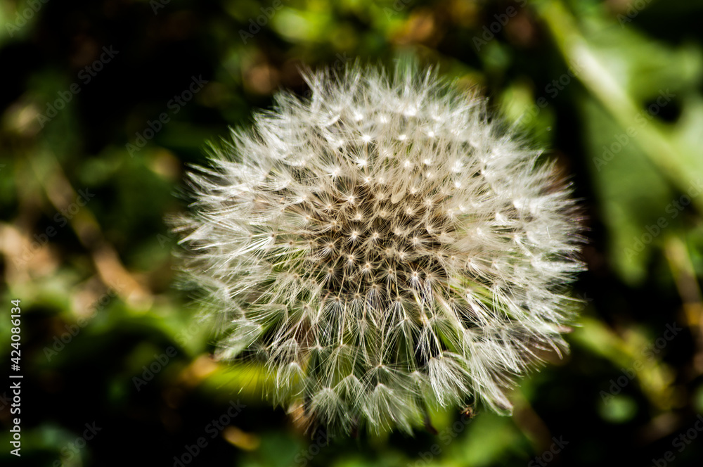 Close-Up Of Dandelion in green background Close-Up Of Dandelion in green background