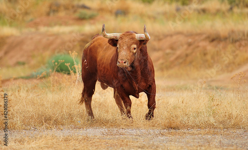 toro bravo español con grandes cuernos en un espectaculo de toreo photo