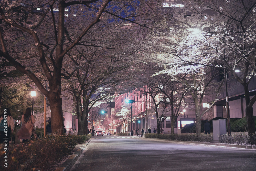 江戸桜通りの夜桜