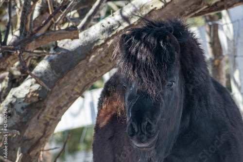 A small black Newfoundland pony stands in a horse pen with a wood fence and snow on a ranch. The breed of domestic animal has a long chestnut mane, dark eyes, and steam coming from its mouth.