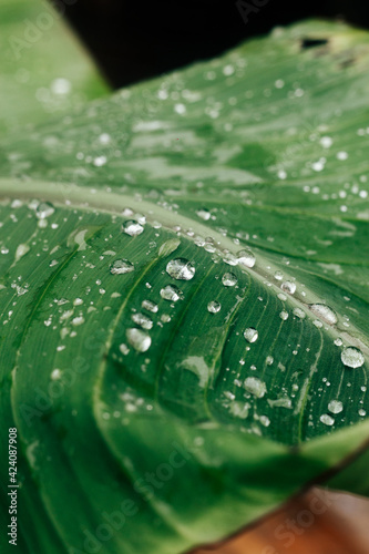 folhas verdes em um dia de chuva