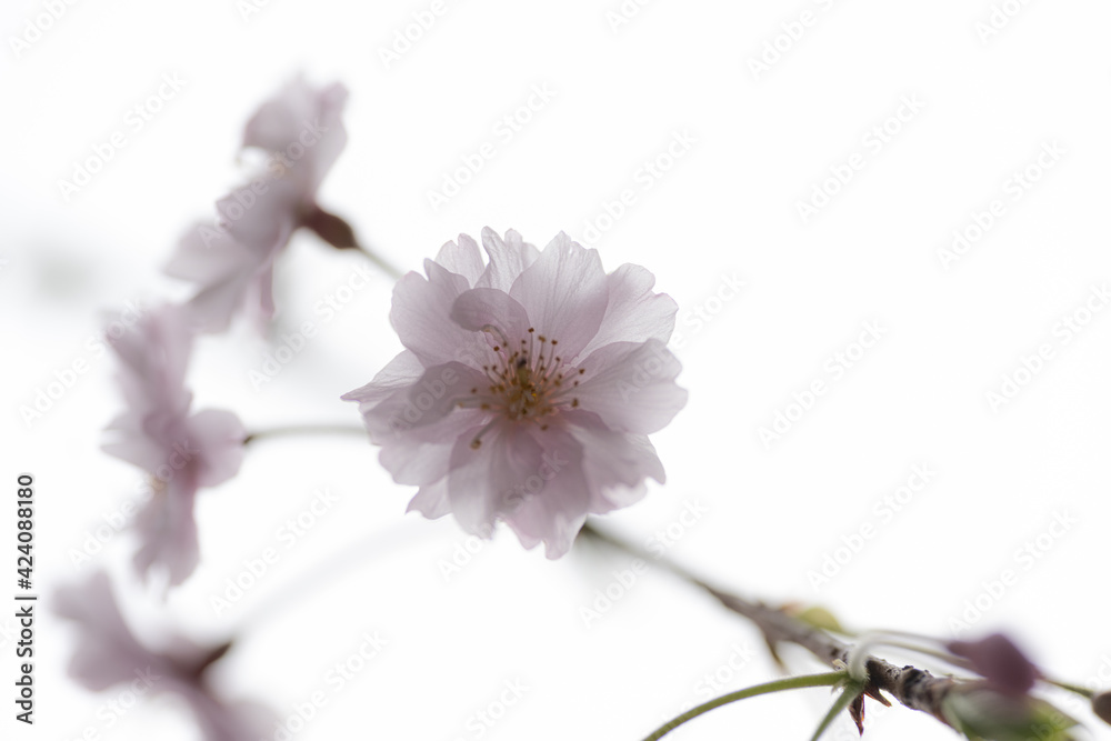 【季節の花】桜の開花・満開【早春】 【季節の花】桜の開花・満開【早春】