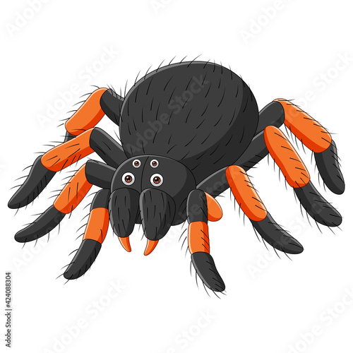 Cartoon spider tarantula on white background