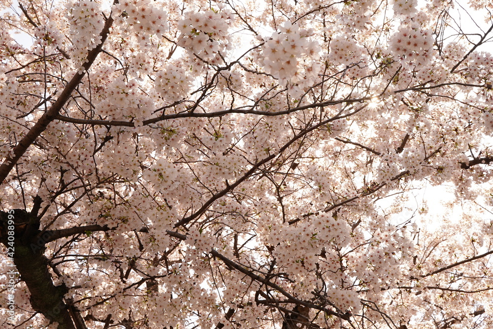 Cherry blossom flowers are blooming at flowers garden park in Japan. March and April in Spring. Cherry blossom flowers are blooming at flowers garden park in Japan. March and April in Spring.