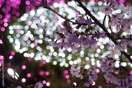 Cherry blossom flowers and illumminations at Sagamiko Lake, Kanagawa, Japan. In March and April, spring time in Japan. Night time. photo