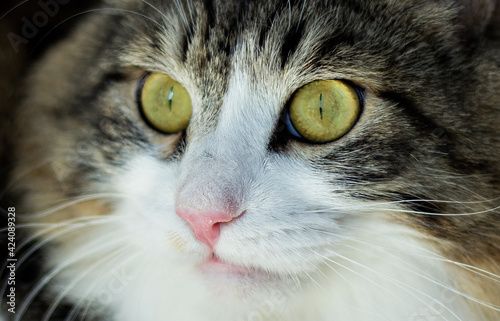 beautiful face of a cat close up © Anastasiya