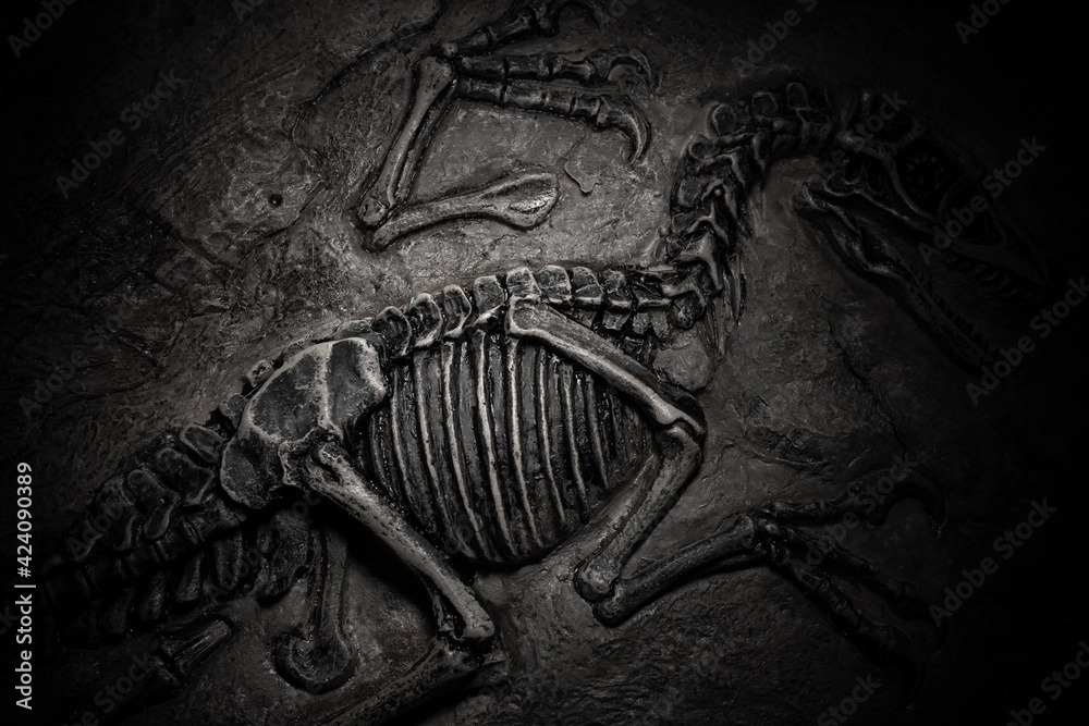 Naklejka premium top view central part of dinosaur skeleton fossil with details