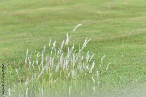 grass in the field