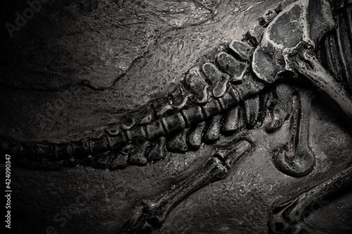 Fototapeta Naklejka Na Ścianę i Meble -  top view dinosaur skeleton fossil of the tail part with details