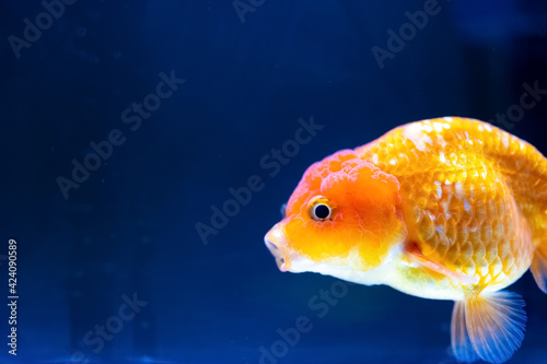 cute gold fish with the mouth opened close up