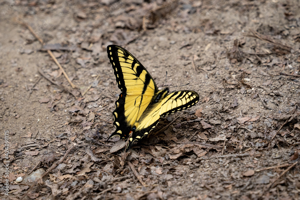 butterfly on dirt path in the forest butterfly on dirt path in the forest