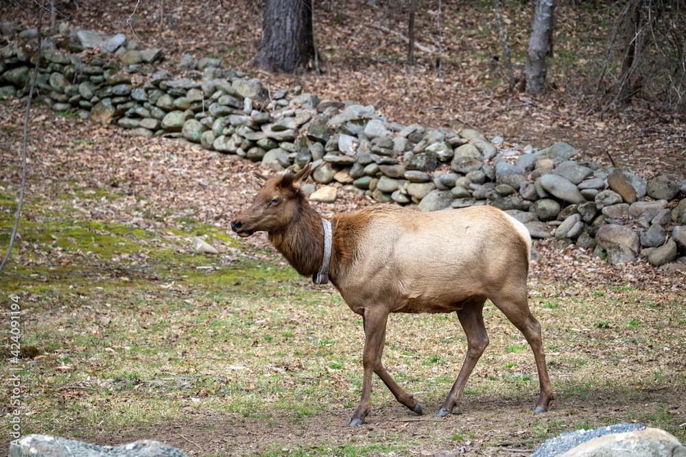 manitoban elk with tracking collar in the great smoky mountains national park manitoban elk with tracking collar in the great smoky mountains national park