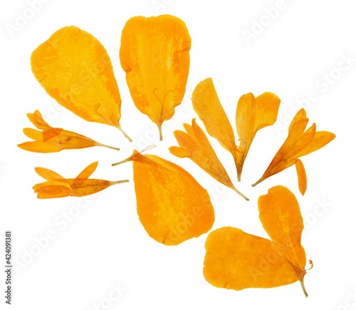 Pressed and dried set petals flowers tagetes or marigolds, isolated on white background. For use in scrapbooking, floristry or herbarium photo