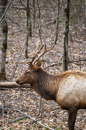 closeup of a bull manitoban elk in the woods