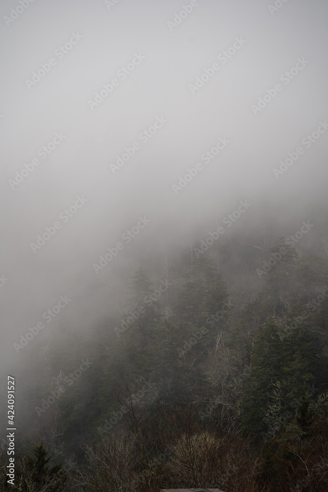 cloud covering the forest in the great smoky mountain national park