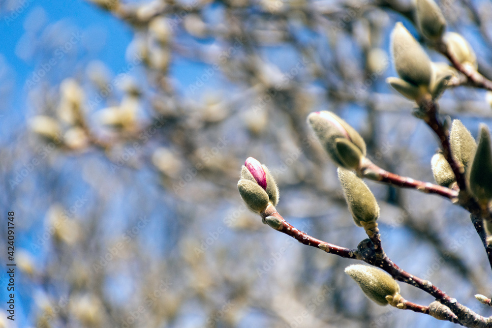 Closeup of spring buds of a magnolia flower with blurred bokeh background.