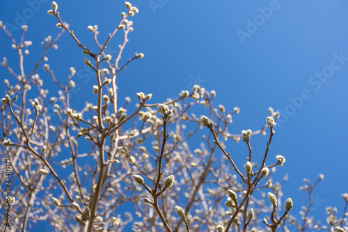 Bud filled branches of a magnolia tree in early spring.