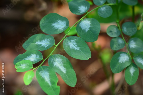 Sauropus androgynus, also known as katuk, star gooseberry, or sweet leaf, is a shrub grown in some tropical regions as a leaf vegetable.