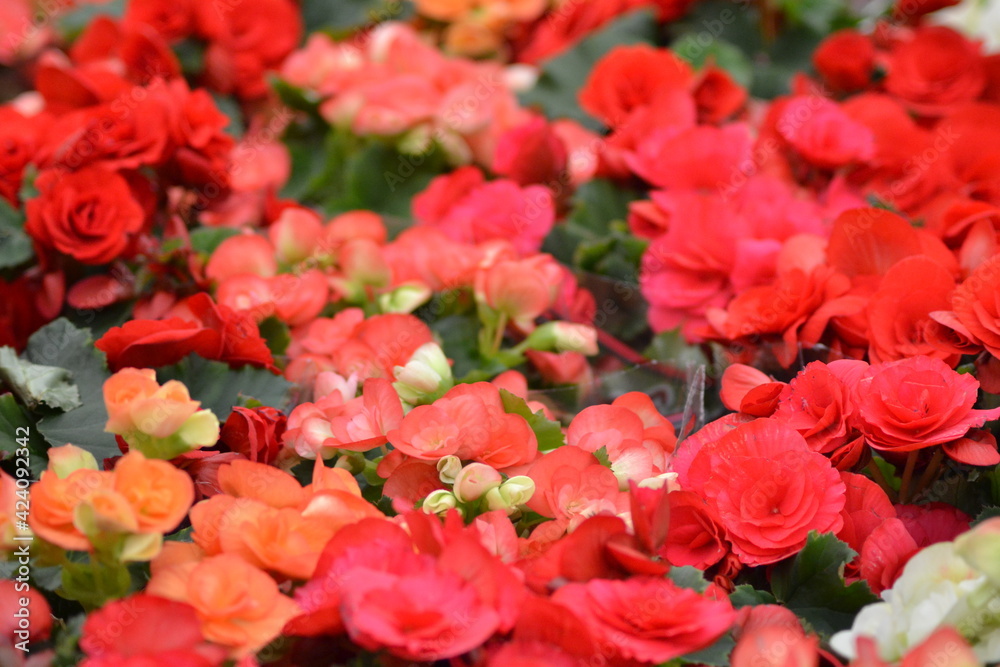 Flores Vermelhas Flores Vermelhas