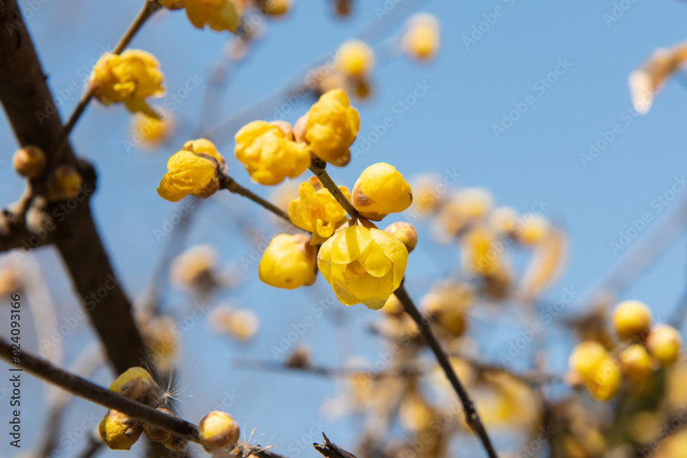 Wintersweet blossoms, Chimonanthus praecox, bloom in mid February in a park Wintersweet blossoms, Chimonanthus praecox, bloom in mid February in a park