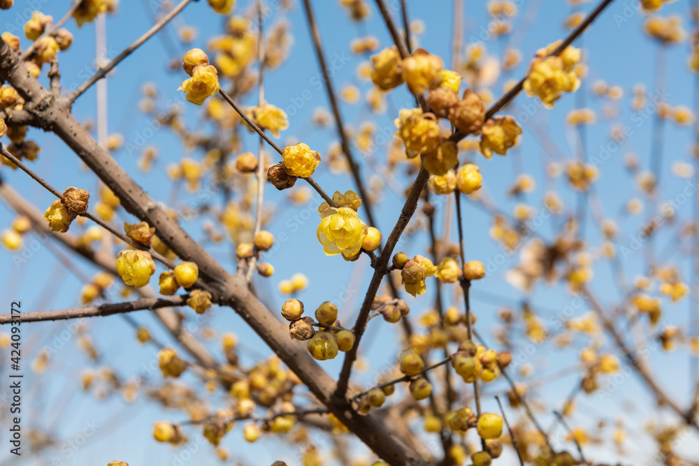 Wintersweet blossoms, Chimonanthus praecox, bloom in mid February in a park Wintersweet blossoms, Chimonanthus praecox, bloom in mid February in a park