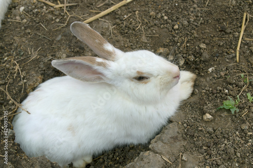 Cute white rabbit on the dug-hole area.