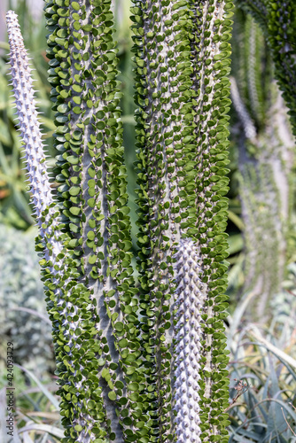 Madagascar ocotillo succlent with leaves photo