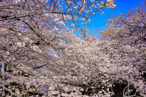 Cherry Blossoms
