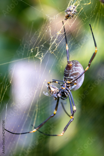Golden Orb Weaver spider with Honey Bees in its larder