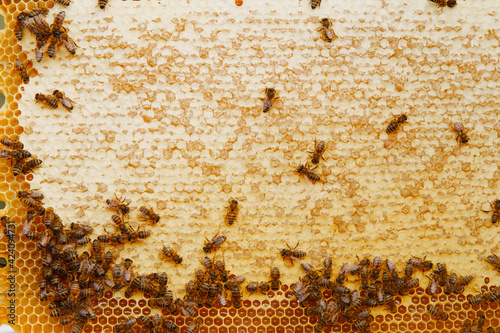 collect honey  honeycomb close-up. Beekeeping works  bees  honeycombs  honey