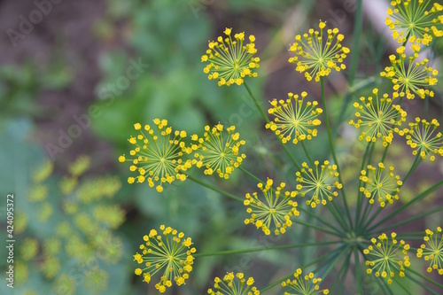 Fotografi Flowering dill, garden of aromatic herbs, medicinal, culinary plant
