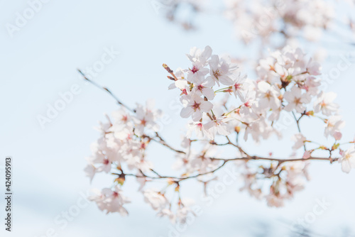 満開の桜 © Kingsman