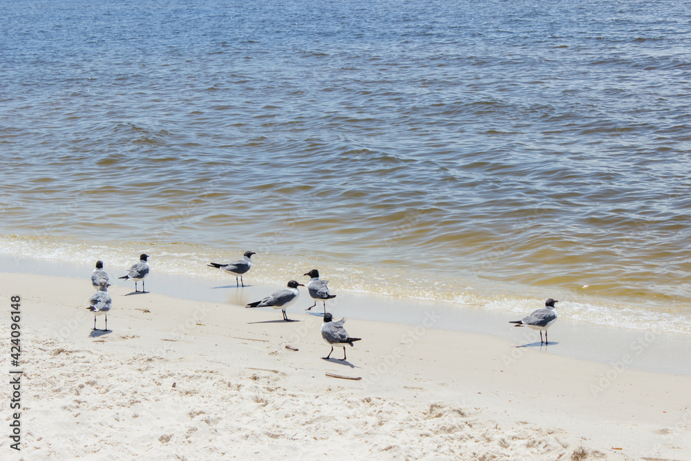 Summer background. Seagulls stand on white sand on the beach by the ocean Summer background. Seagulls stand on white sand on the beach by the ocean