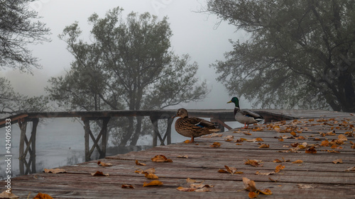 ducks in the autumn
